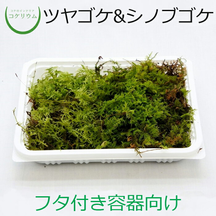 【テラリウム コケリウム 苔玉 苔 コケ 苔テラリウム 苔リウム アクアリウム アクアテラリウム 観葉植物 園芸 ハイドロカルチャー ガーデニング グリーン インテリア 緑 苔盆栽 癒し moss 初心者 パック】 コケコンビ（ツヤゴケ&シノブゴケ）