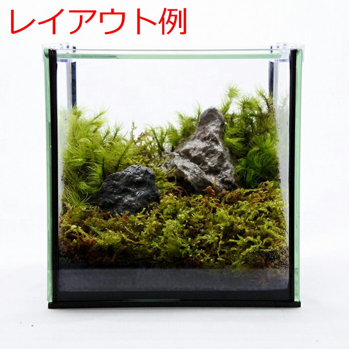 �ڥƥ�ꥦ�� �����ꥦ�� �� ���� �ݥƥ�ꥦ�� �ݥꥦ�� �������ꥦ�� �������ƥ�ꥦ�� ���տ�ʪ ��� �ϥ��ɥ�������㡼 �����ǥ˥� ���꡼�� ����ƥꥢ �� ���ߺ� ���� moss ŷ���� �С� �Ĳ��Х쥤�����ȥ��åȡʷ�����Ǥ��)