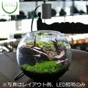 【観葉植物 おしゃれ ミニ テラリウム LED 照明 コケリウム 苔 コケ 苔テラリウム 苔リウム アクアリウム アクアテラリウム 園芸 ハイドロカルチャー ガーデニング グリーン インテリア 緑 苔盆栽 癒し moss 初心者】 コケリウムLED照明