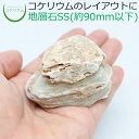 【テラリウム コケリウム 苔 コケ 苔テラリウム 苔リウム アクアリウム アクアテラリウム 観葉植物 園芸 ハイドロカルチャー ガーデニング グリーン インテリ...