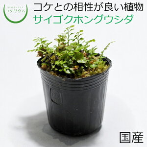 【テラリウム コケリウム シダ シダ植物 山野草 苔 コケ 苔テラリウム 苔リウム アクアリウム アクアテラリウム 観葉植物 園芸 ハイドロカルチャー ガーデニング グリーン インテリア 緑 苔盆栽 癒し moss 初心者】 サイゴクホングウシダ