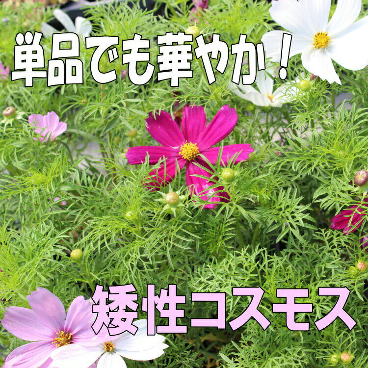 矮性コスモス　ミックス　苗　9センチポット　3号　秋桜　こす