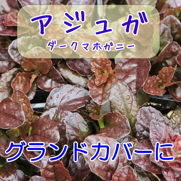 アジュガ &nbsp;ダークマホガニー ダークマホガニーは、銅葉の葉とブルーの華とのコントラストが魅力的な植物です。 他の植物が育ちにくい日陰から日向まで育ち、お花は株が隠れるほどに花が咲き見事です 。 非常に丈夫で育てやすい常緑多年草で、リーフプランツとしても、寄せ植えからグランドカバーまで、幅広い用途で楽しめます。 特性 ： 耐乾性　常緑性　多年草 育成後の高さ ： 10cm〜20m 花期 　&nbsp; ： 4〜5月 お届けの規格 ： 9cmポット&nbsp; 学名 ： Ajuga reptans 　'Dark Mahogany' 耐寒性 ： 強&nbsp; 原産地 ： ヨーロッパ　中央アジア 耐暑性 ： 強 科名 ： シソ科 耐乾性 ： 中 属名 ： アジュガ属 耐湿性 ： 強 用途 ： 庭植え　鉢植え　グランドカバー 環境 半日陰〜日当たりの良い場所で育てます。 水やり 乾燥を嫌うので土が乾いていたら、たっぷりと水を与えます。 肥料 植え付け時に緩効性の肥料を与えます その後は基本的に与える必要はありません。 その他 原種（レプタンス）に比べ生育はゆっくりです。 　　　　春　：　花芽〜花つき（〜葉姿) 　　　　夏　：　花つき〜葉姿 　　　　秋　：　葉姿 　　　　冬　：　葉姿