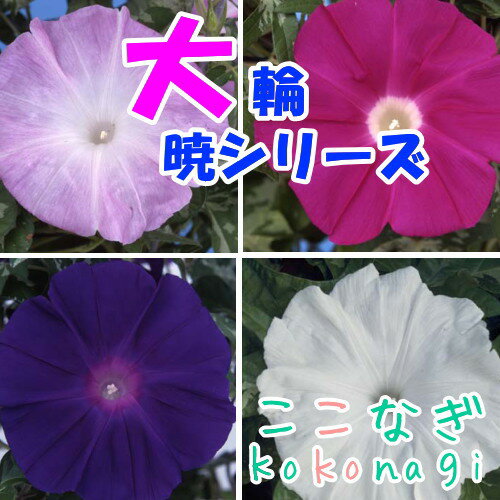 大輪アサガオ　暁シリーズ　朝顔　あさがお　9センチポット　3号のサムネイル