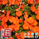 【送料無料・12Pセット】インパチェンス オレンジ 3号 9cmポット