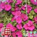 【送料無料・12Pセット】インパチェンス ローズ 3号 9cmポット