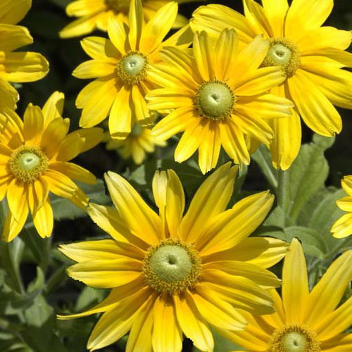 【品評会受賞花】ルドベキア　プレーリーサン　9センチポット　3号のサムネイル