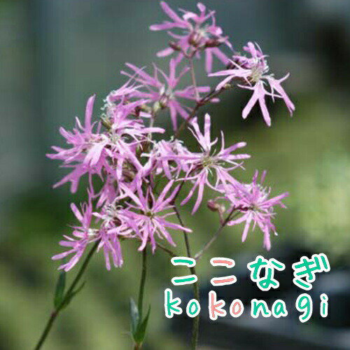 ◆リクニス　フロスククリ　ピンク　9センチポット　3号