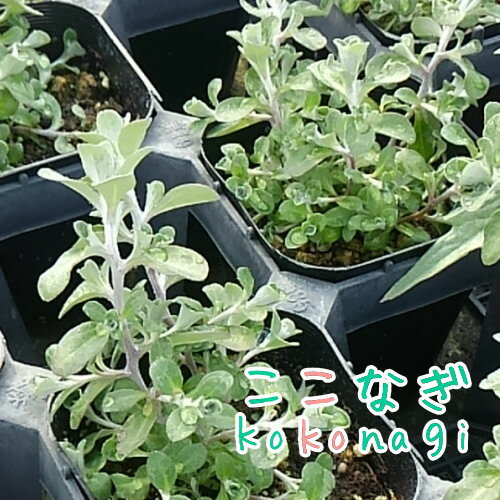 ヘリクリサム シルバーミスト　9センチポット　3号のサムネイル