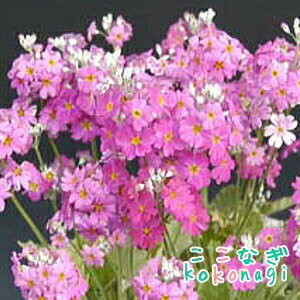 サクラソウ 桜草 の育て方 種まきや植え替えなど正しい時期と方法をご紹介 暮らし の