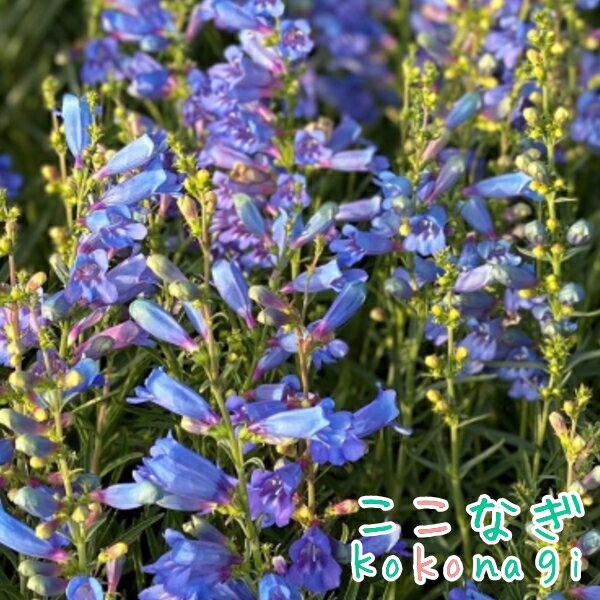 ペンステモン　エレクトリックブルー　9cmポットのサムネイル