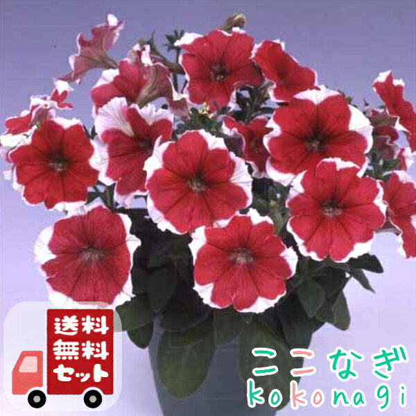 楽天市場】ベティちゃん(花・ガーデン・DIY)の通販 楽天市場】ベティちゃん(花・ガーデン・DIY)の通販
