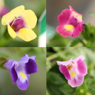 園芸初心者の夏の花壇におすすめなのはトレニアです こぼれ種で毎年楽しめます ちょっとお得に暮らしたい 園芸初心者の夏の花壇におすすめなのはトレニアです こぼれ種で毎年楽しめます ちょっとお得に暮らしたい