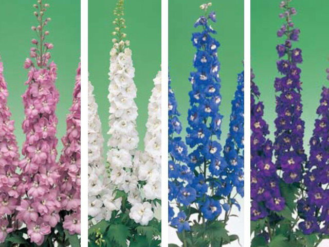 デルフィニウムの花言葉 贈る花にピッタリ その意味と由来とは 暮らし の