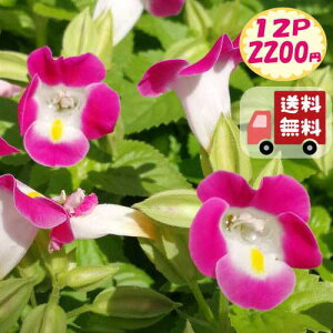【送料無料・12Pセット】トレニア ローズ 夏すみれ 3号 9センチポット