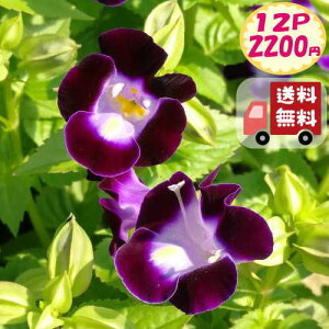 【送料無料・12Pセット】トレニア ディープブルー 夏すみれ 3号 9センチポット