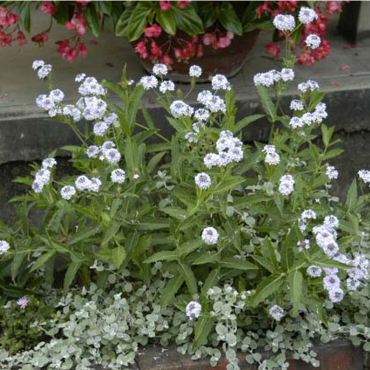 バーベナ　リギダ　ポラリス　9センチポット　3号のサムネイル