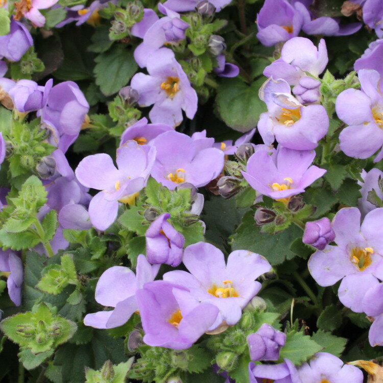 大輪バコパ　スコーピア　グランブルー　苗　9センチポットのサムネイル