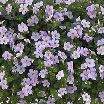 大輪バコパ　スコーピア　ブルーセンセーション　苗　9センチポットのサムネイル