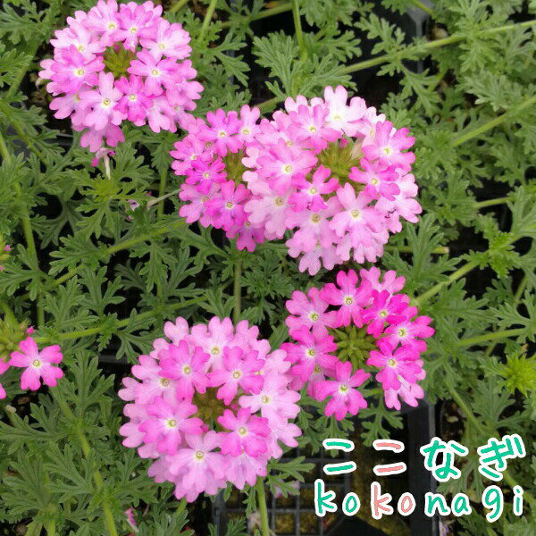 バーベナ　テネラ　ピンク　9センチポット　3号のサムネイル