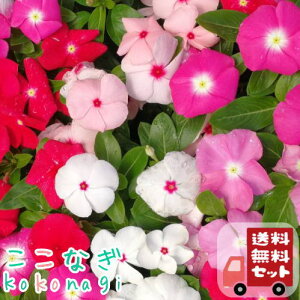 【送料無料・12Pセット】ビンカ　ニチニチソウ　花色ミックス　9センチポット　3号　花苗セット