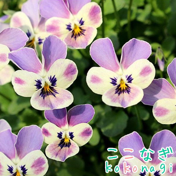 ★★予約販売★★　見元コレクションビオラ ‘シュシュの約束’　10.5cmポット　パンジー ビオラ 花 ガーデニング 花壇 苗 見元ビオラのサムネイル