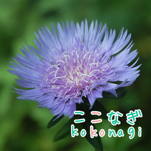 ストケシア　ブルー 苗　 9センチポット　3号のサムネイル