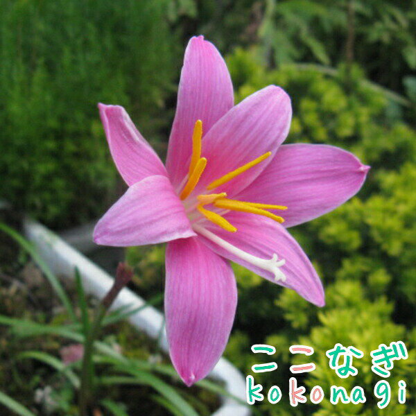 ゼフィランサス ローズ 9センチポット 3号 タマスダレ 玉すだれ たますだれ