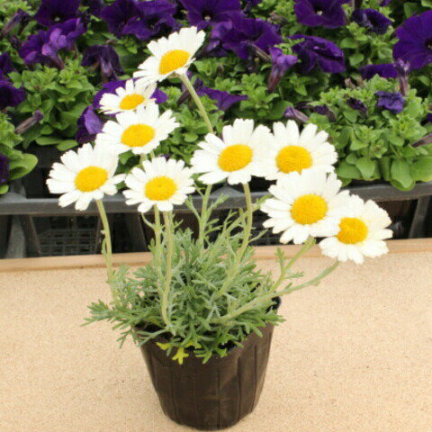 育てやすい！　クリサンセマム　ホスマリエンゼ　9センチポット　3号のサムネイル