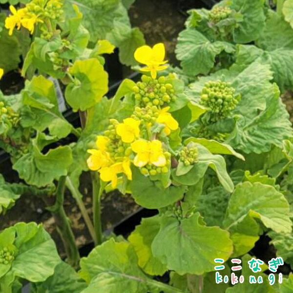 菜の花（ナノハナ）　9センチポット　3号