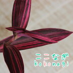 セトクレアセア　ピンクストライプ　斑入紫御殿　フイリムラサキゴテン　10.5センチポット　3.5号　ふいりむらさきごてん 斑入り