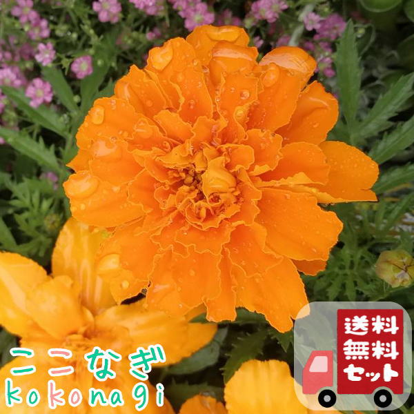【送料無料・12Pセット】マリーゴールド　矮性　オレンジ　9センチポット　3号　花苗セット