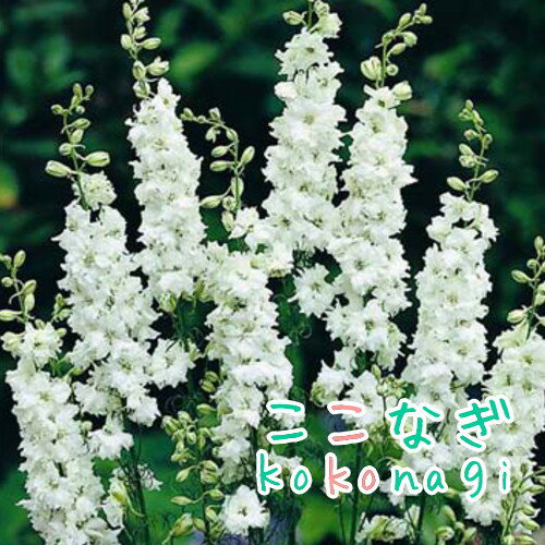 チドリソウ 千鳥草　ラークスパー　カンヌ　ホワイト　 9センチポット　3号のサムネイル