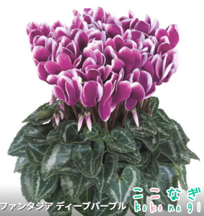 ガーデンシクラメン メティス ファンタジア　ディープパープル　9センチポット　3号