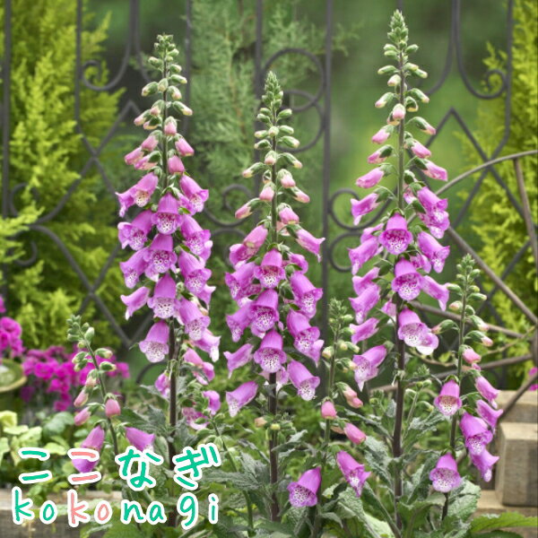ジギタリス‘パンサーピンク’　10.5cmポット　3.5号