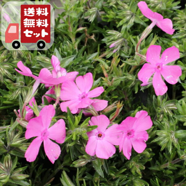 【送料無料・12pセット】芝桜　ダニエルクッション　9センチポット　3号　シバザクラ