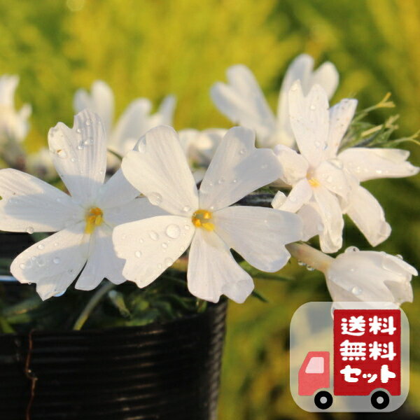 【送料無料・12pセット】芝桜　ホワイト　9センチポット　3号　シバザクラ
