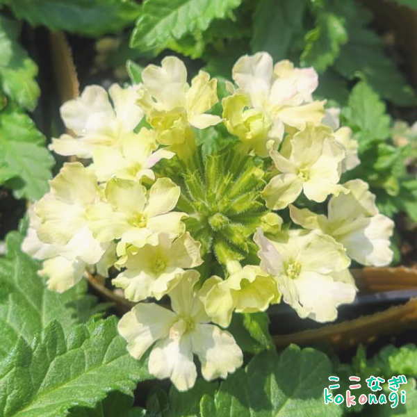 楽天市場】バーベナ 苗(開花時期四季)の通販 楽天市場】バーベナ 苗(開花時期四季)の通販