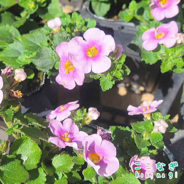 大輪バコパ　スコーピア　ピンク　苗　9センチポットのサムネイル