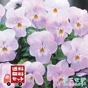 【送料無料・12Pセット】ビオラ ピンク 9センチポット 3号 花苗セット