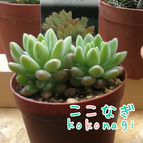 多肉植物　スノージェイド 　セデベリア属　7.5センチポット　2号のサムネイル