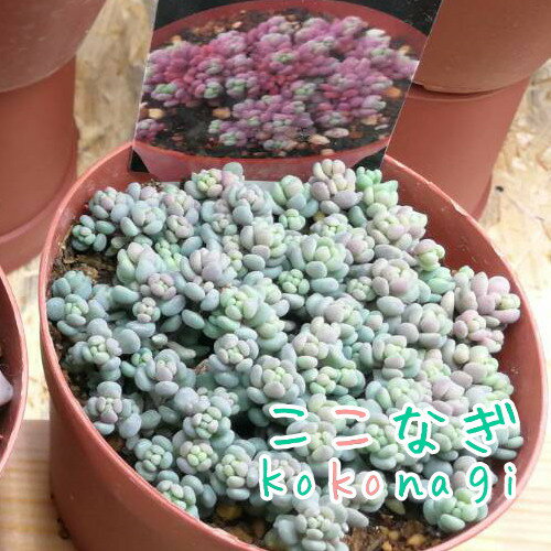 多肉植物　パープルヘイズ　セダム属　7.5センチポット　2号のサムネイル