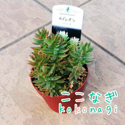 多肉植物　カメレオン　 セダム属　7.5センチポット　2号のサムネイル