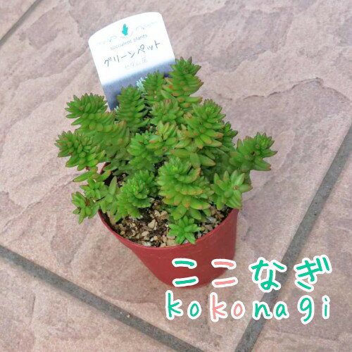 多肉植物　グリーンペット　 セダム属　7.5センチポット　2号のサムネイル