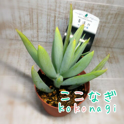 多肉植物　青涼刀 セネシオ属　7.5センチポット　2号のサムネイル