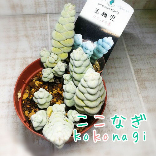 多肉植物　玉稚児 クラッスラ属　7.5センチポット　2号のサムネイル