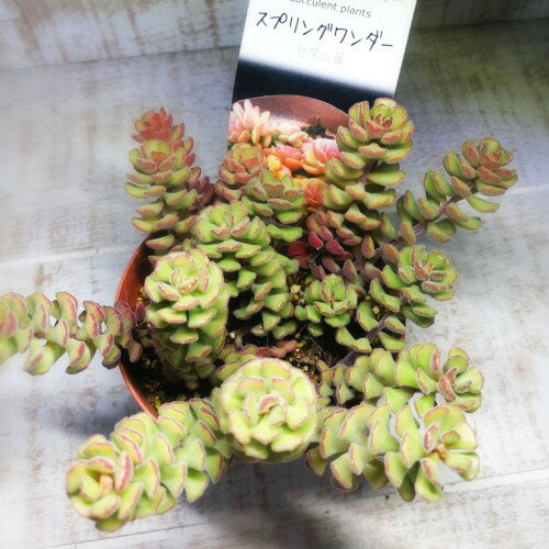多肉植物　スプリングワンダー セダム属　7.5センチポット　2号のサムネイル