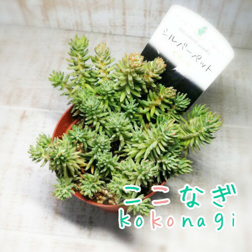 多肉植物　シルバーペット セダム属　7.5センチポット　2号のサムネイル