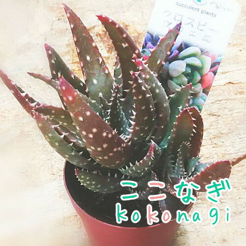 多肉植物　クロスビー 　アロエ属　7.5センチポット　2号のサムネイル