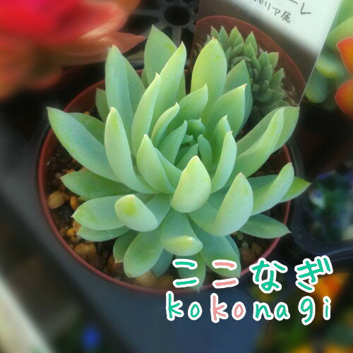 多肉植物　ファンファーレ　 セデベリア属　7.5センチポット　2号のサムネイル